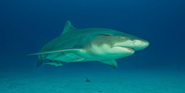 Exploring the Lemon Shark Life Cycle and Habitat
